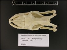 Knochenfett-Extraktionsanlage