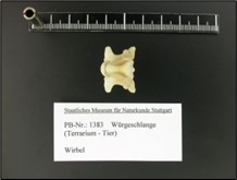 Knochenfett-Extraktionsanlage