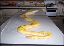 Knochenfett-Extraktionsanlage